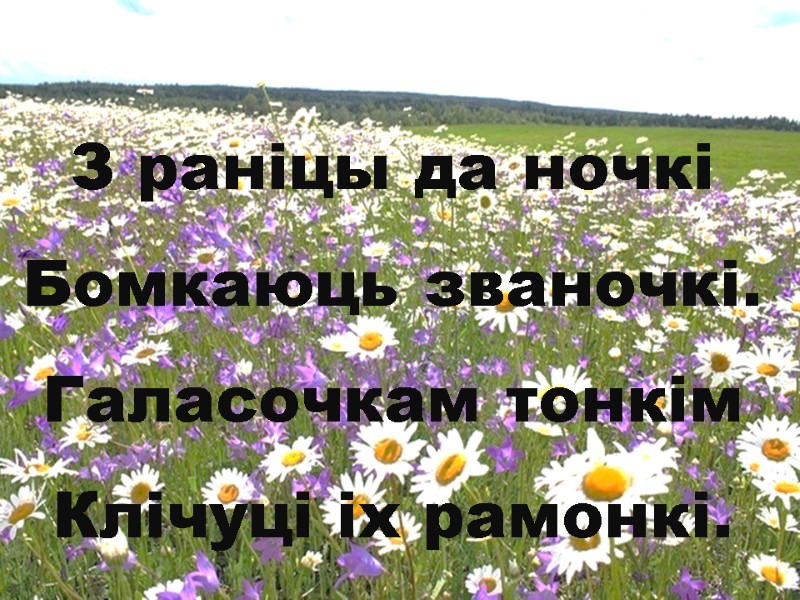 З раніцы да ночкі Бомкаюць званочкі. Галасочкам тонкім Клічуці іх рамонкі.